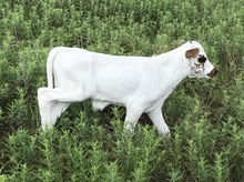MML Shameless Susan bull calf