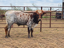 RD Texas Cowboy