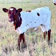 DD CC's Heifer