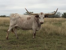 CDC Sparta