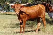 CELEBRITY COWGIRL