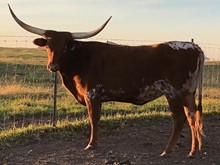 CRZ LITTLE CINNAMON