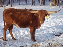 5D DAISY DUKE