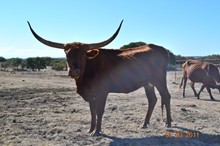 MISS TEXAS MEADOW