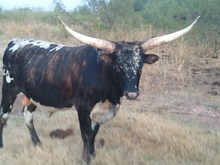 SAND CREEK CAMO