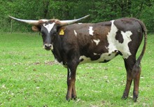 Cattle Kate 8/13