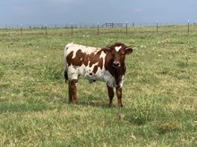 DJR Red Cupid Cowboy