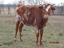 MTR SUPER LADY 46/20