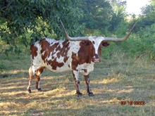 MTR BEV DOOLITTLE 12/51
