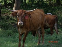 MTR HEIFER 35/21