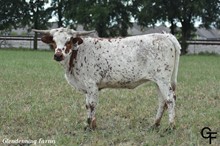 GF DRTY ELECTRA WAGGONER