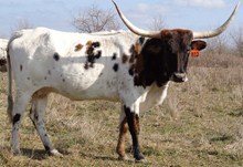 MI TIERRA VACA 812
