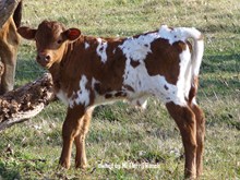 MTR WUZA BULL 133/12