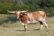 Rusty Bandita 119