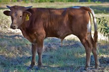 ATR BULL CALF