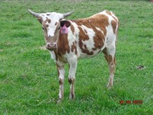 MTR HEIFER 12/21