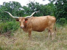 MI TIERRA G84