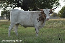 GF SIETE PALOMA