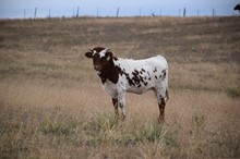 M2 Cowboys Rose x Yellowstone
