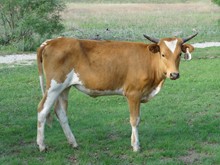 BR Grand Allie