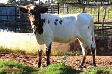 SEL LINDA'S JOSEPHINE