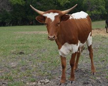 RBR TEXANNA