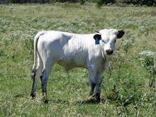 MTR BULL CALF 10/16