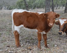 FF BULL CALF 517