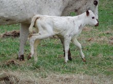 MTR HEIFER CALF 28/18