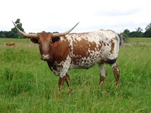 MTR DIAMOND LEAH 15/13