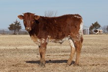 OHL SNOWBALL BULL