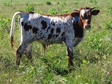 MTR STEER 18/29