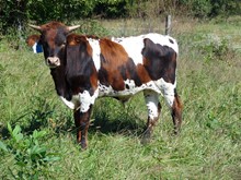 MTR STEER 18/15