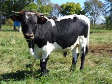 MTR STEER 18/12
