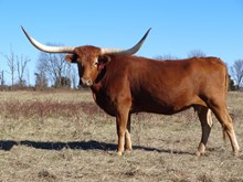 MTR AUZZIE'S LADY 13/119