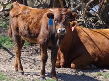 MTR CALF 18/119