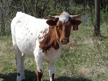 MTR CATTLE LAC 15/18