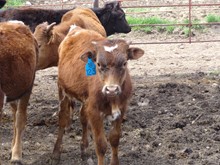 MTR CALF 18/123