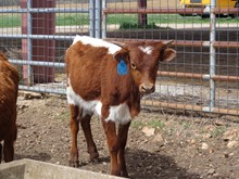 MTR STEER 18/108