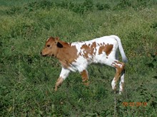 MTR BULL CALF 19/85