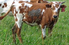 MI TIERRA COW 77/19