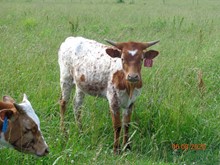 MTR HEIFER 81/19