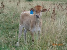 MTR BULL CALF 20/11