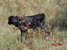 MTR BULL CALF 16/79'S