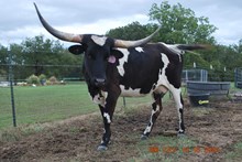 HL Horn Jewel