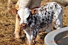 2020 Sittin Darlin bull calf