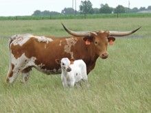 HR Bluebonnet 602