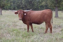 Reflections Shining Star Heifer Calf