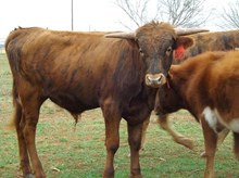 IM STEER 16/16