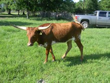 TBill's Miss Daisy